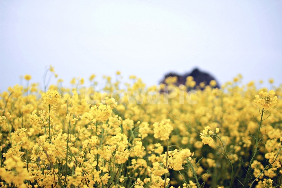 유채꽃,꽃,노란색,꽃밭,풍경,flower,yellow,plant,봄풍경,봄,계절,spring,season,자연,풍경,nature,landscape