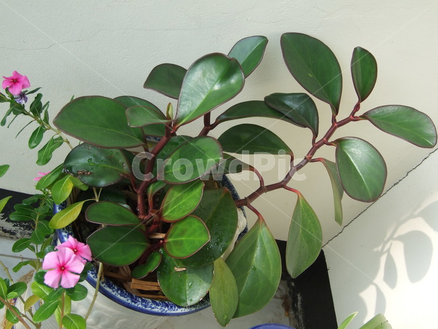 페페로미야,식물,관상식물,화분,관엽,실내용화초,화분,화초,house plant