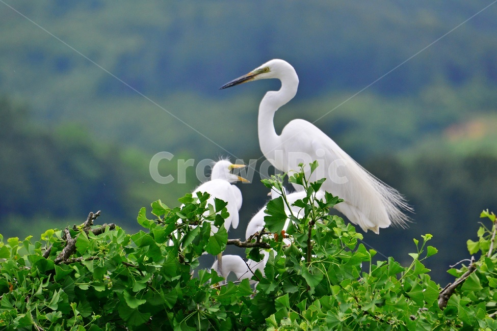 animal,동물,bird,새,egret,백로,백로육추,육추,waterfowl,물새,stork,황새,동물,animal,조류,새,birds
