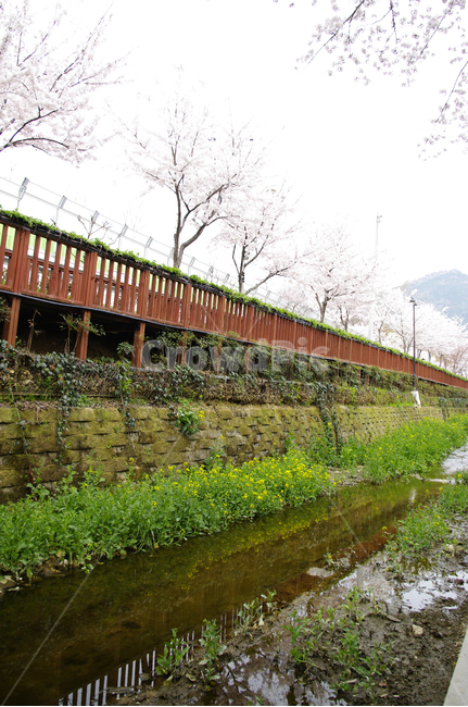 벚꽃,봄,나무,여좌천,진해,꽃,봄,계절,spring,season,ditch,도랑