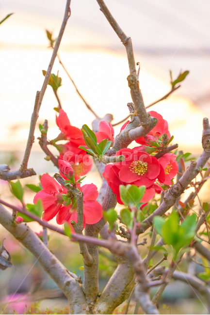 비닐하우스,봄,꽃,flower,flowers,blossom,beautiful,정원,화원,아름다운,식물,자연,plants,nature,꽃,flower