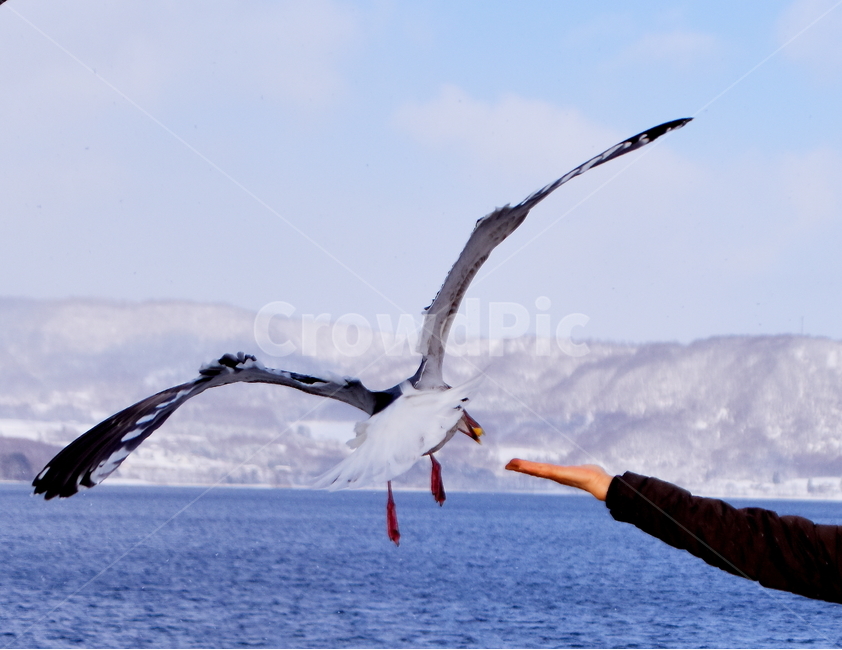 갈매기,비상,호수,겨울,새,seagull,bird,lake,winter,겨울,계절,winter,season,동물,animal,조류,새,birds,사람,인물,인간,human,person,신체일부,몸,body