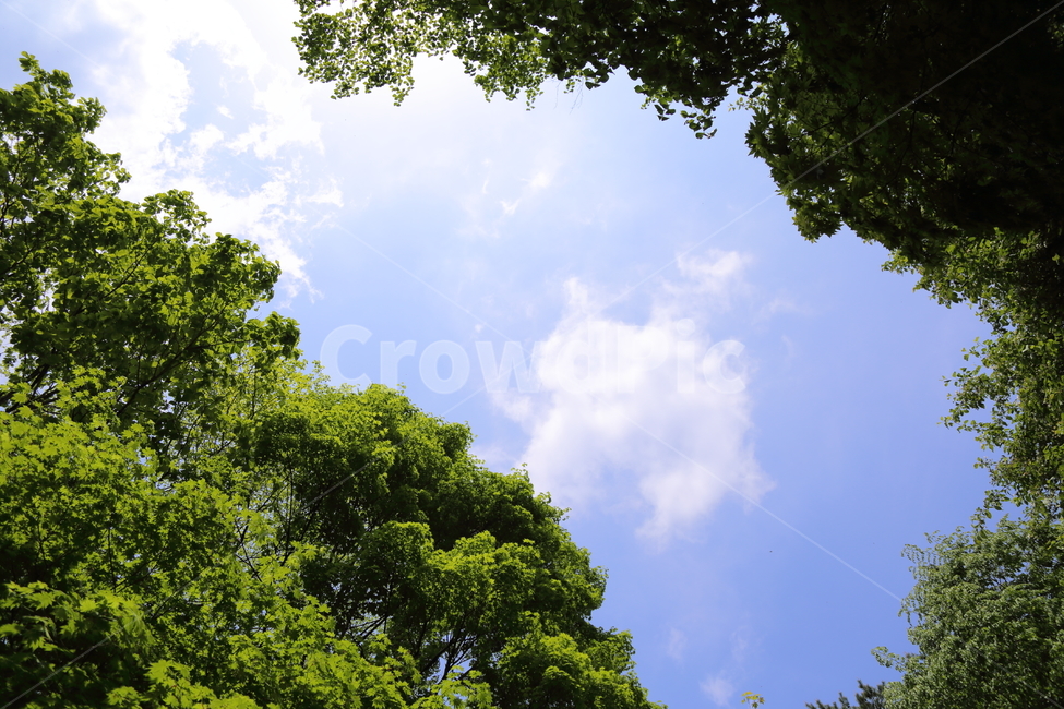 하늘,울창함,숲,산,파란하늘,sky,구름,상쾌함,피톤치드,초록,맑은,자연,풍경,nature,landscape,tree,나무,plant,식물