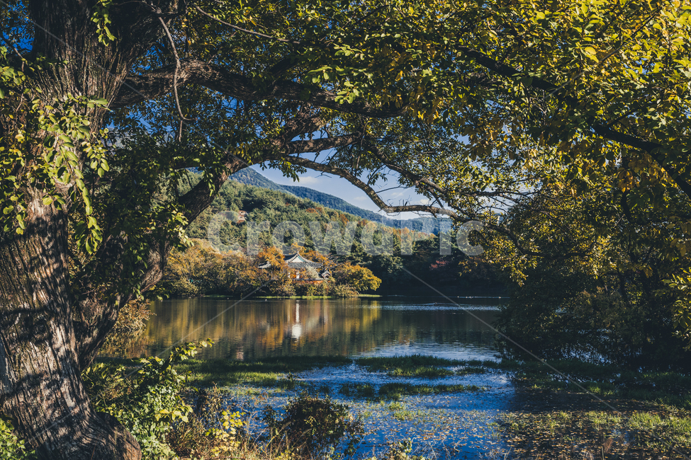 경남,밀양,위양못,가을,연못,자연,풍경,nature,landscape,한국자연풍경,한국자연경관,korea nature landscape,water,물,outdoors,옥외,tree,나무,plant,식물,tree trunk,나무 줄기,land,땅