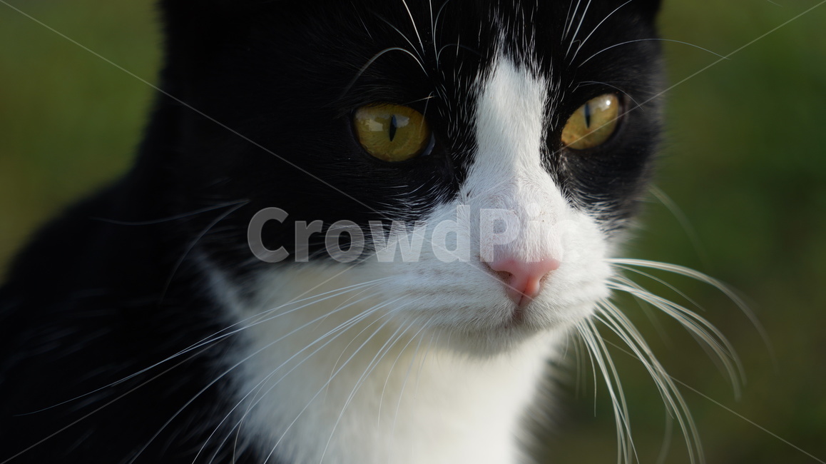 고양이,길고양이,고양이얼굴,cat,애완고양이,검정고양이,동물,animal,포유류,mammal,고양이,cat,kitten,kitty