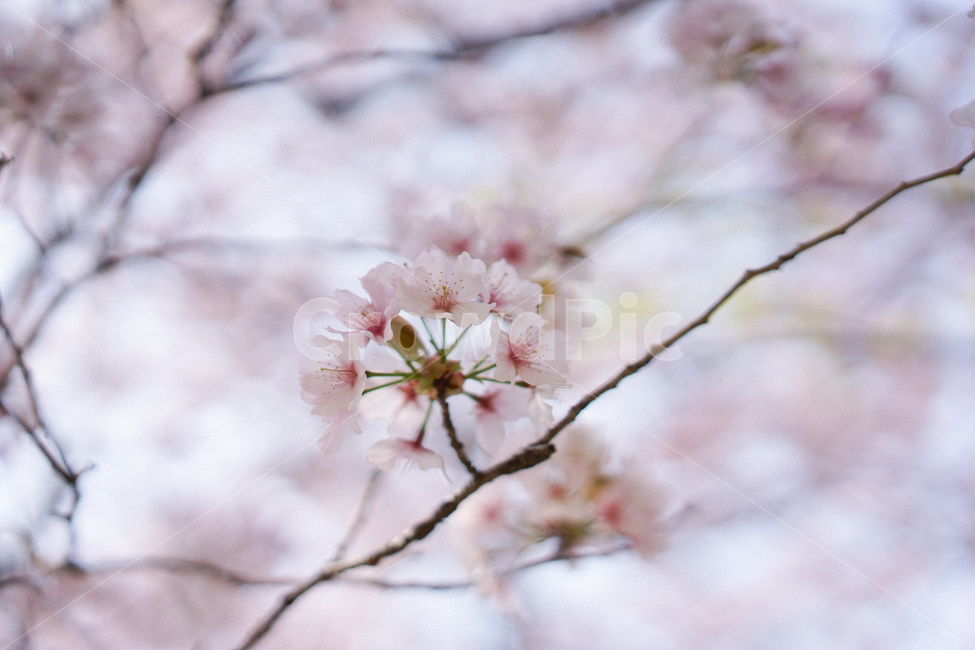 식물,자연,벚꽃,사쿠라,꽃,봄꽃,식물,자연,plants,nature,꽃,flower