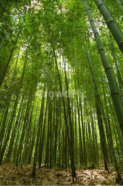 대나무,숲,나무,초록,여름,죽녹원,자연,풍경,nature,landscape,식물,plants,나무,trees,wood,plant