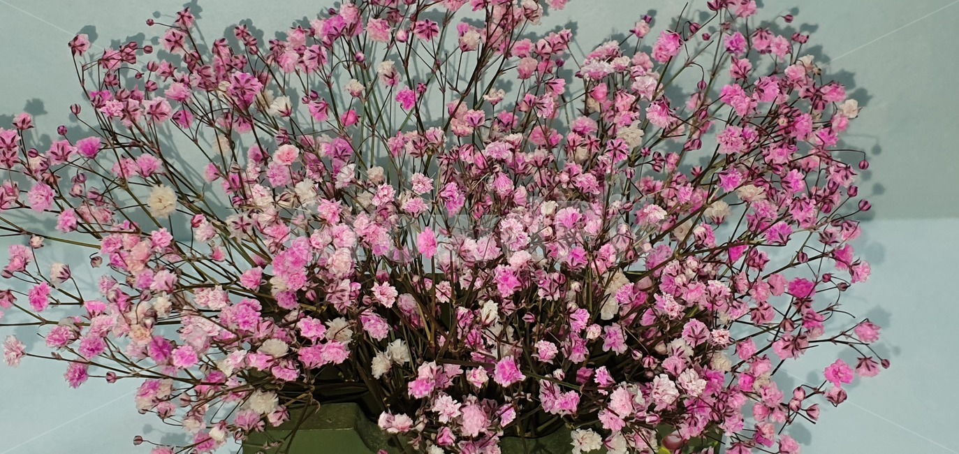 안개꽃,분홍,핑크,드라이플라워,babysbreath,plant,식물,blossom,flower,꽃