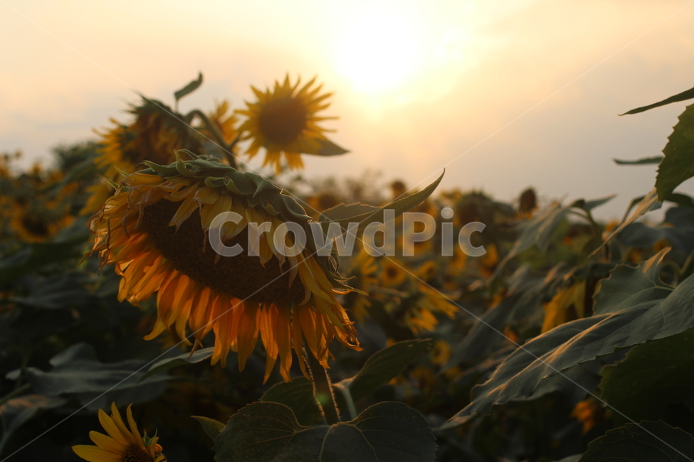 해바라기,꽃,노을,햇빛,자연,식물,flower