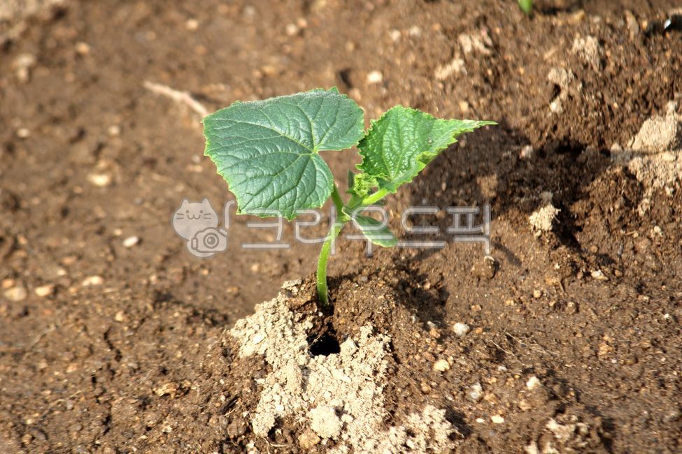 soil, 흙, ground, 바닥, plant, 사진,이미지,일러스트,캘리그라피 - benjamin작가