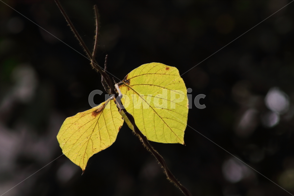 잎,식물,단풍,redleaves,leaf,가을,계절,fall,autumn,season,veins,정맥