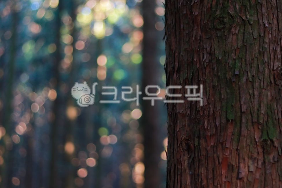 보케,자연보케,사려니,사려니숲길,몽환,자연,나무,treetrunk,나무줄기