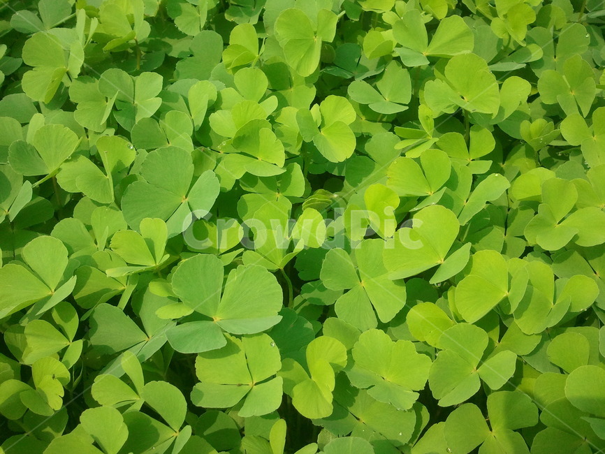 클로버,행운,푸른,바탕화면,녹색,clover,luck,blue,green,wallpaper
