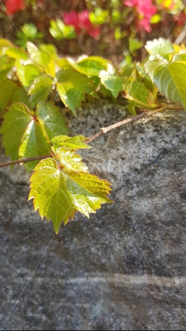 봄,새싹,담쟁이,연두색,바위,식물,자연,plants,nature