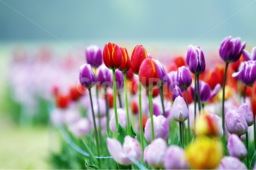 감성사진,봄,꽃,튤립,사랑,감사,봄날,봄꽃,4월,벚꽃,튤립꽃,봄,계절,spring,season,식물,자연,plants,nature,꽃,flower,감성,sensible,feeling,plant
