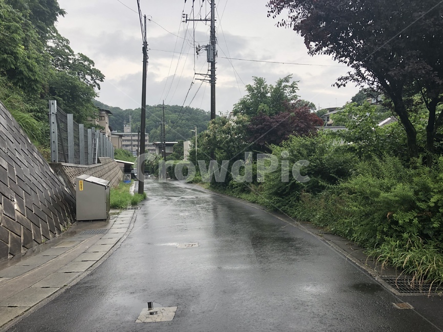 비,도로,우중충,일본,풀,나무