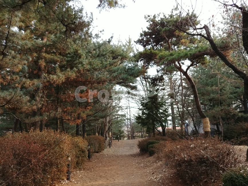가을,산책로,가을길,가을산책로,단풍,가을색,갈색