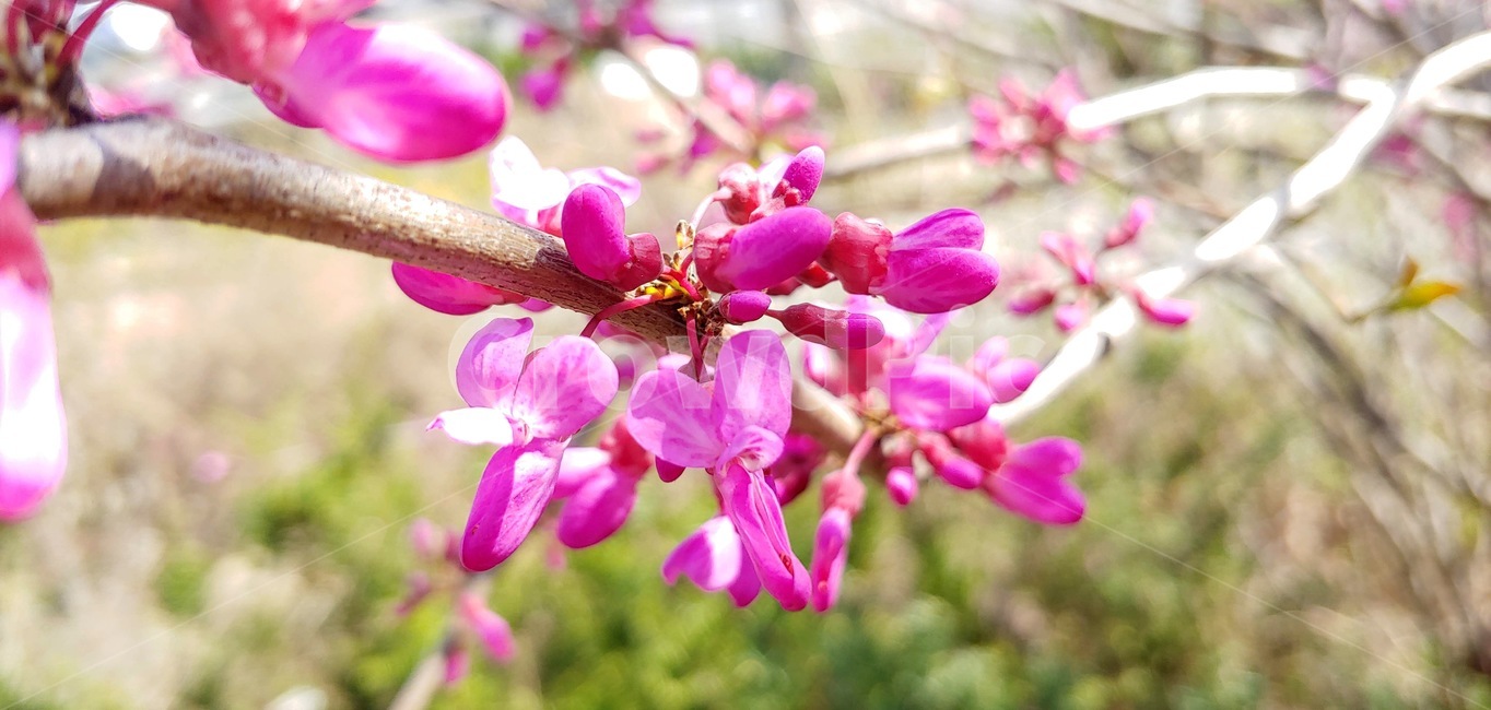 plant,식물,꽃,분홍색꽃,봄,spring