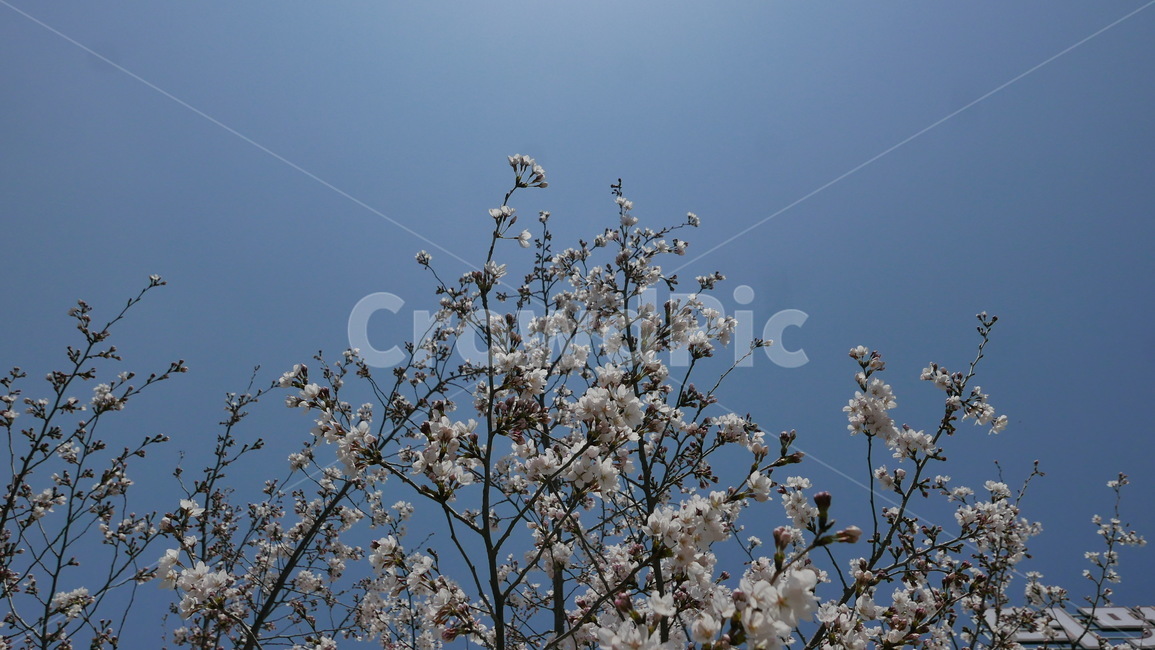 봄,감성,꽃,벚꽃,flower,blossom,spring
