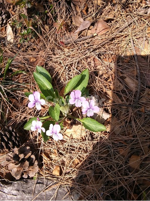 plant,식물,꽃,flower,blossom,ground,바닥