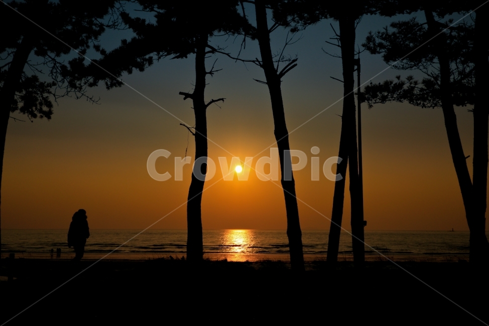 노을,여행,태안,해변,감성,풍경,카메라,캐논,dslr,풀프레임,EOS6DMARKII,출사,스냅,landscape,sunset,canon,picture,photography,beach,korea,대한민국,자연,풍경,nature,landscape,해변,바다,beach,sea,식물,plants,나무,trees,wood,사람,인물,인간,human,person,인물실루엣,사람실루엣,character silhouette,human silhouette,sunlight,햇빛,outdoors,옥외,sky,하늘,dawn,새벽,일몰,red sky,붉은 하늘,dusk,황혼,silhouette,실루엣