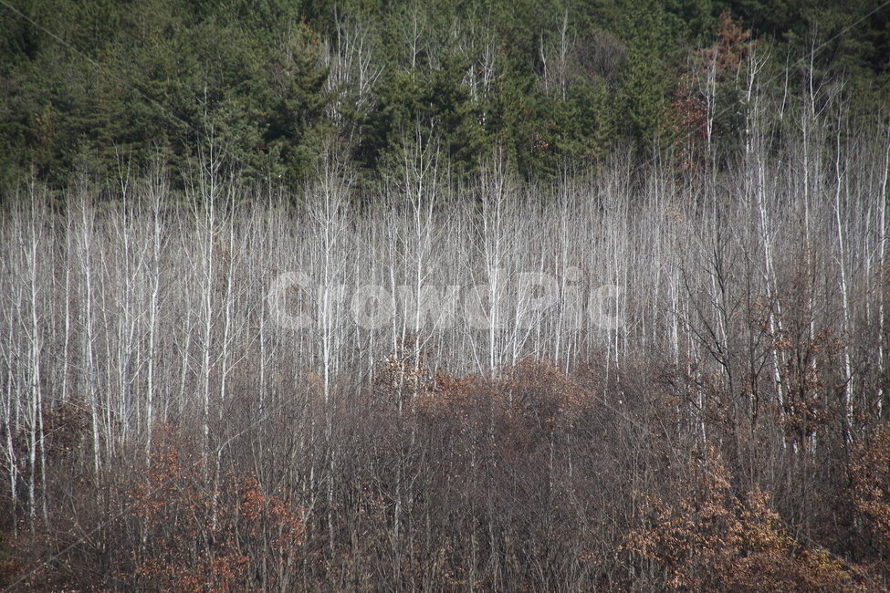 나무,자작나무,식물,wood,plant,은사시나무,Populustomentiglandulosa,가을,계절,fall,autumn,season,자연,풍경,nature,landscape,grass,잔디
