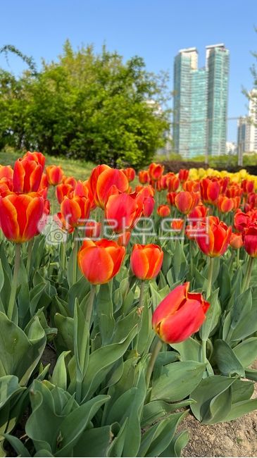 튤립,꽃,식물,빨간색꽃,자연,공원,tulip,flower,plant,blossom,redflower,red,spring