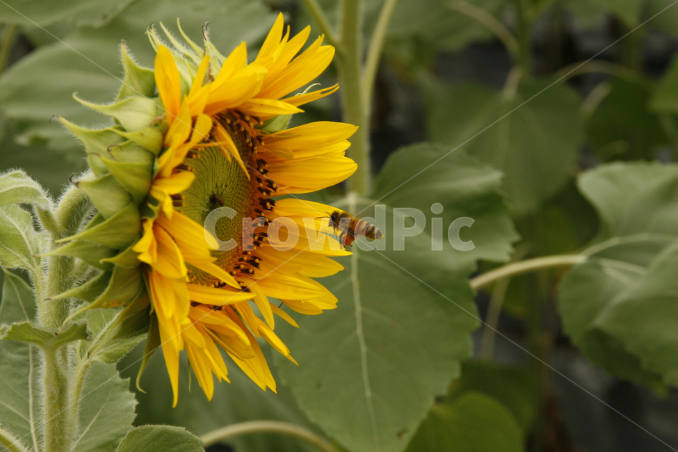 해바라기,여름,해바라기꽃,식물,해바라기씨,꽃잎,벌,여름,계절,summer,season,가을,fall,autumn,식물,자연,plants,nature,꽃,flower,동물,animal,곤충,벌레,insect,bug,plant,blossom,bee,honey bee,꿀벌,invertebrate,무척추 동물
