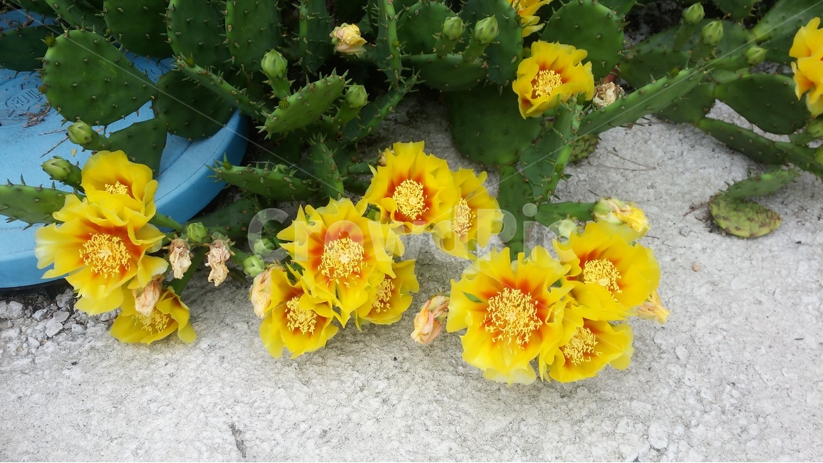 선인장,노란색,화려함,가시,우연,식물,자연,plants,nature,꽃,flower