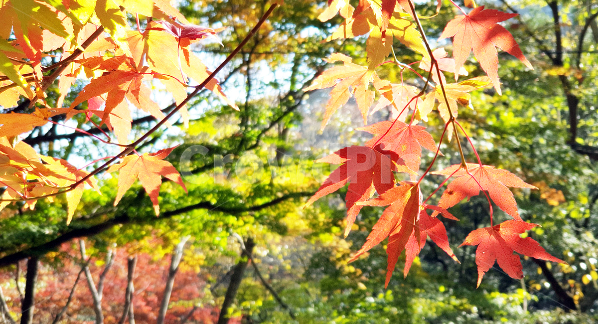 단풍,가을산,산,가을단풍,단풍나무,가을,계절,fall,autumn,season,plant,식물,leaf,잎,tree,나무,maple