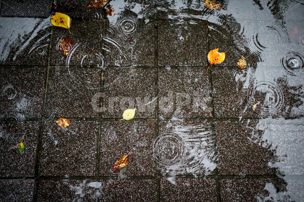 물방울,비,빗방울,흐림,날씨,낙엽,가을,파동,파문,파장,물결,자연,rainy,감성,느낌,배경화면,웨이브,분위기,비오는날,비,비오는날,rain,rainy