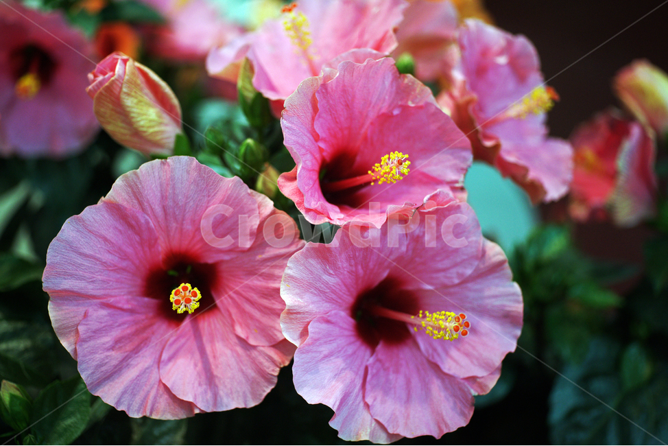 하와이무궁화,부상화,불상화,꽃,화초,flower,식물,관상용,hawaiianhibiscus,식물,자연,plants,nature,꽃,flower