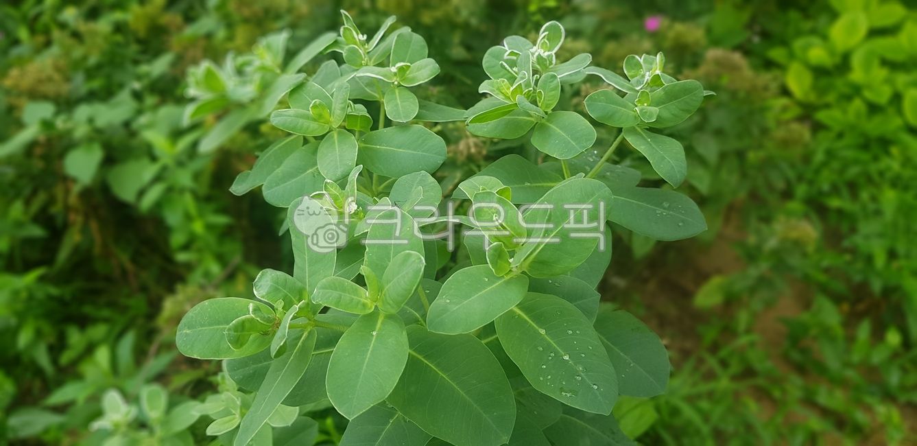 비, 풀잎, 나뭇잎, 이슬, 파란, 사진,이미지,일러스트,캘리그라피 - Ncch100작가