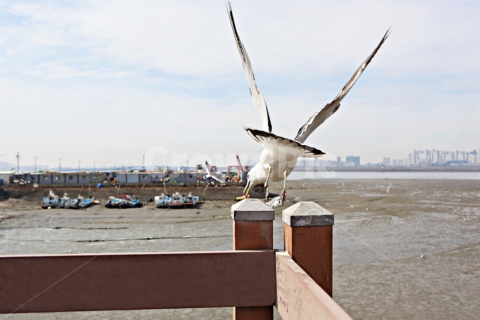 갈매기,조류,새,하늘,풍경,배경,자연,풍광,동물,animal,조류,새,birds