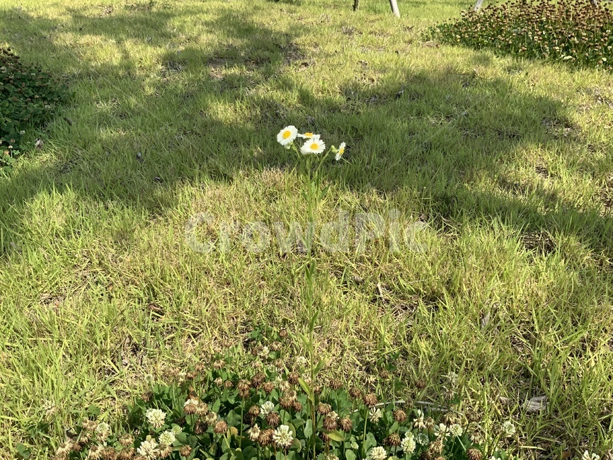 꽃,풀,잔디,초록색,그림자