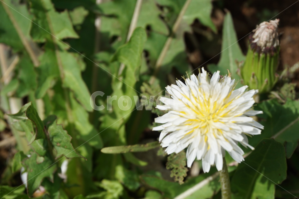 봄,민들레,하얀민들레,녹색,하얀색,4월,민들레나물,봄,계절,spring,season,식물,자연,plants,nature,꽃,flower,plant,pottery,도기류,jar,항아리,vase,병 장식,potted plant,화분