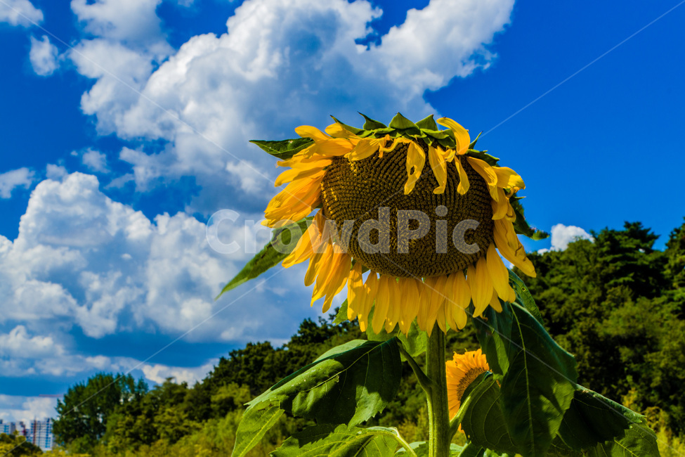 해바라기,노란해바라기,푸른하늘,해바라기꽃밭,해바라기꽃,식물,자연,plants,nature,꽃,flower