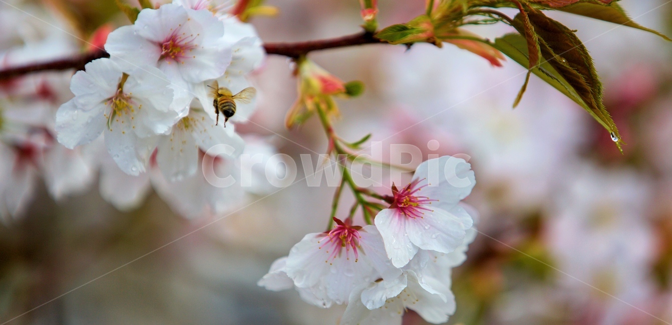 사과꽃,자연,벌,plant,식물