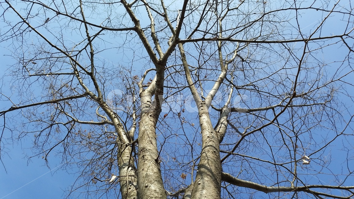 나무줄기,treetrunk,tree,plant,나무줄기,나무,겨울,계절,winter,season,식물,자연,plants,nature,나무,trees,wood