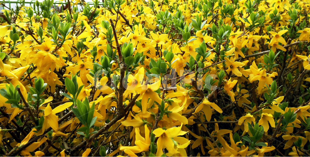 개나리,개나리꽃,꽃,노랑,봄,봄,계절,spring,season,식물,자연,plants,nature,꽃,flower,leaf,잎,plant