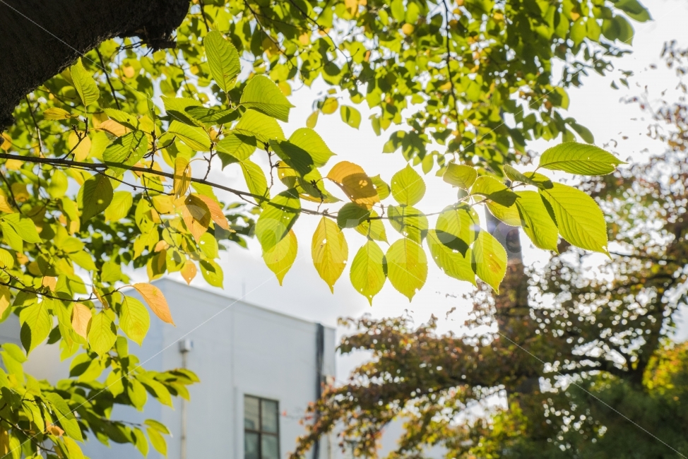 가을,풍경,나무,나뭇잎,단풍,식물,자연,plants,nature