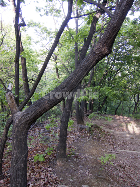 숲,숲속,숲속길,길,나무사이,식물,자연,plants,nature,나무,trees,wood