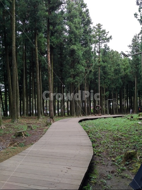 산책로,숲길,곧은나무,나무길,휴식,숲속,숲,forest,trees,맑은공기,walkway,trail,green,자연,nature,푸른숲