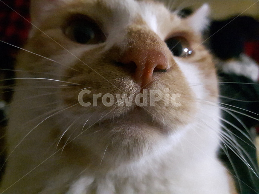 고양이,냥이,코,클로즈업,수염,치즈냥,동물,animal,포유류,mammal,고양이,cat,kitten,kitty