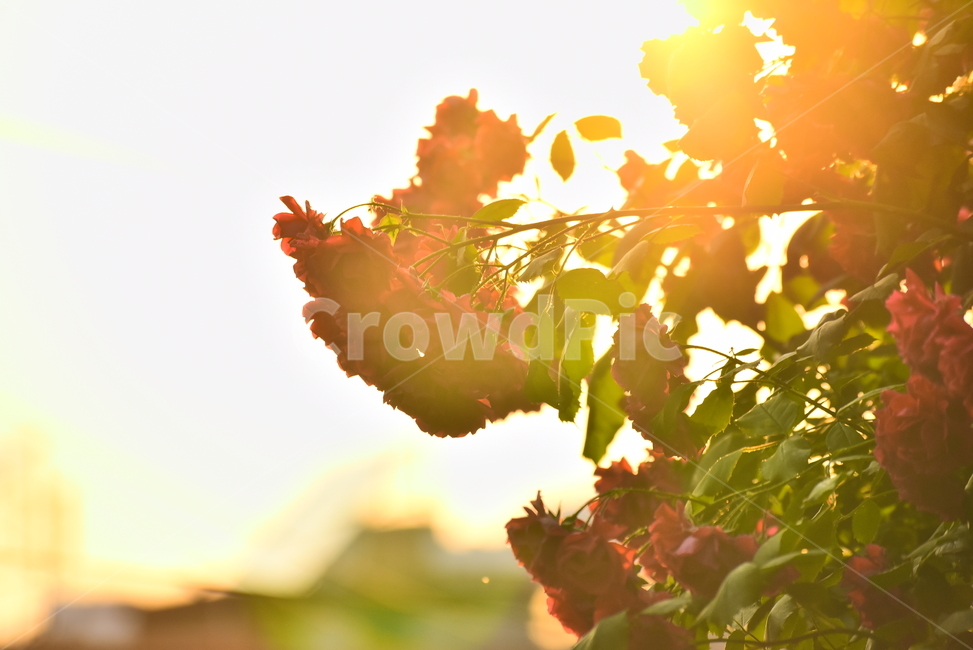 장미,장미꽃,계절,햇살,오후,시즌,꽃,구름,5월,6월,season,rose,flowers,배경,바탕,백그라운드,역광,해질무렵,빨강색,햇빛