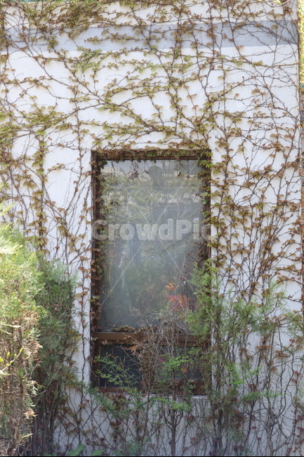 담쟁이,문,벽,봄담쟁이넝쿨,새잎,그린,연두,식물,자연,plants,nature