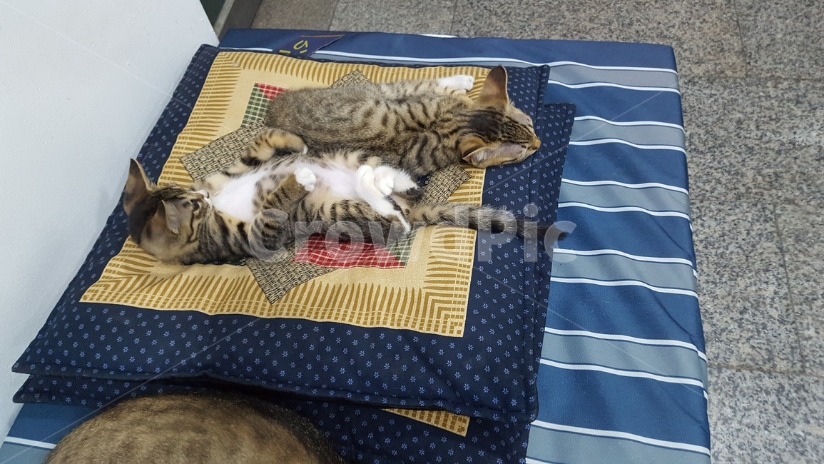 동물,cat,고양이,길냥이,힐링,동물,animal,포유류,mammal,고양이,cat,kitten,kitty