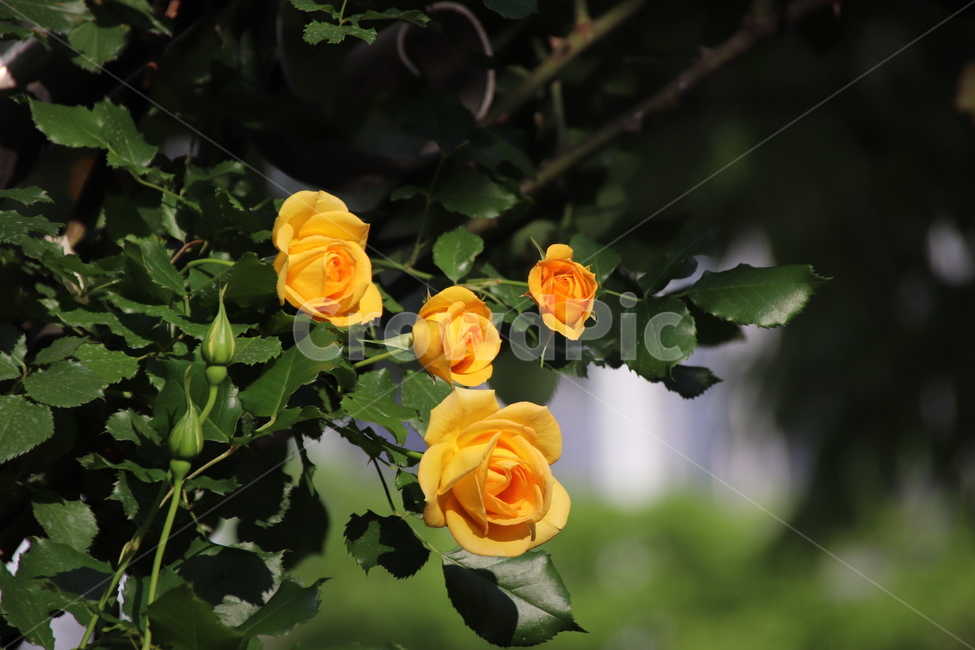 장미꽃,장미,꽃,자연,풍경,이곡장미공원,식물,자연,plants,nature,꽃,flower