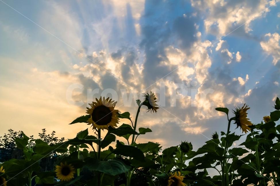 해바라기,구름,풍경,꽃,노을,태양,자연,풍경,nature,landscape,여름,계절,summer,season,식물,plants,꽃,flower,plant