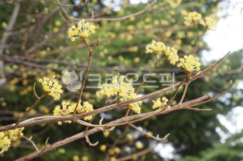 spring flowers,yellow flower,Beginning of spring,small flower,flower